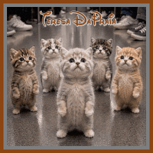 gatinhosdancando3.gif