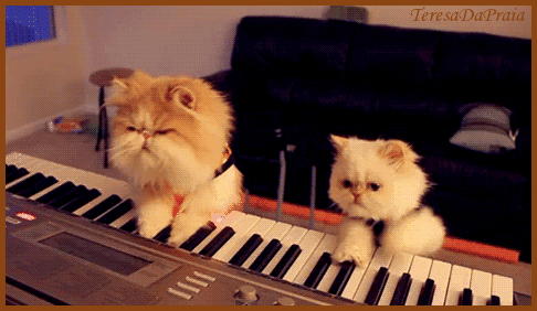 gatospiano.gif