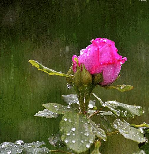 Rosa_na_chuva.gif