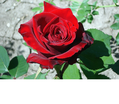 Rosas-tulipas.gif
