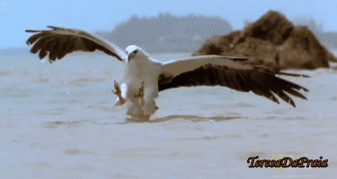 aguiamar.gif