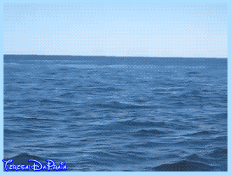 jubarte.gif