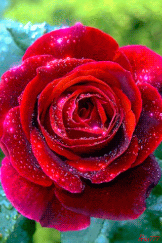rosa_vermelha_desabrochando.gif