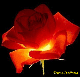 rosacolorida.gif