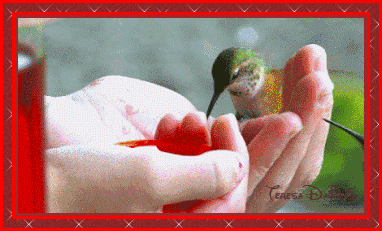 colibris.gif