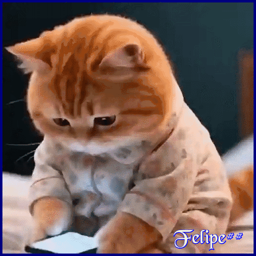 gatinho50.gif