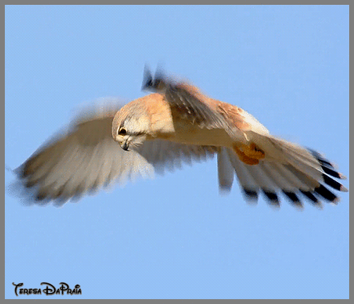 gaviao.gif